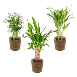 3x Tropische Palmen Mix Incl. Mand - ⌀12 Cm - ↕20-45 Cm