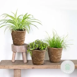 3x Huisdiervriendelijk Mix Incl. Mand - ⌀12 Cm -↕15-25 Cm 7 3x Huisdiervriendelijk Mix Incl. Mand - ⌀12 Cm -↕15-25 Cm -GroenThuis Voordeel 1000071144 0101