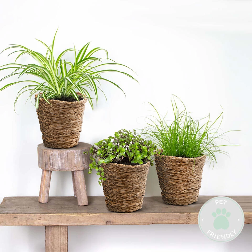 3x Huisdiervriendelijk Mix Incl. Mand - ⌀12 Cm -↕15-25 Cm 4 3x Huisdiervriendelijk Mix Incl. Mand - ⌀12 Cm -↕15-25 Cm - Afbeelding 2