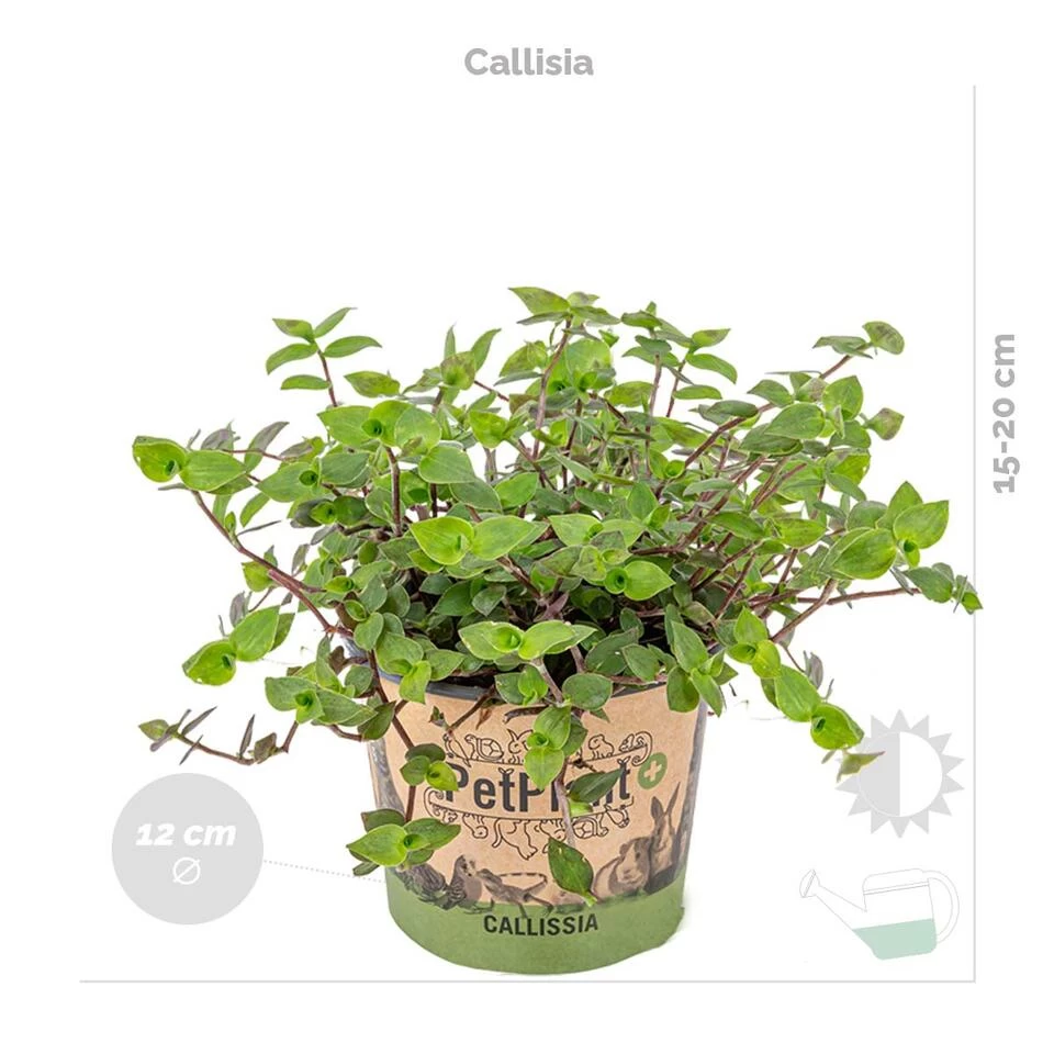 3x Huisdiervriendelijk Mix Incl. Mand - ⌀12 Cm -↕15-25 Cm 6 3x Huisdiervriendelijk Mix Incl. Mand - ⌀12 Cm -↕15-25 Cm - Afbeelding 4