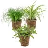 3x Huisdiervriendelijk Mix Incl. Mand - ⌀12 Cm -↕15-25 Cm -GroenThuis Voordeel 1000071144