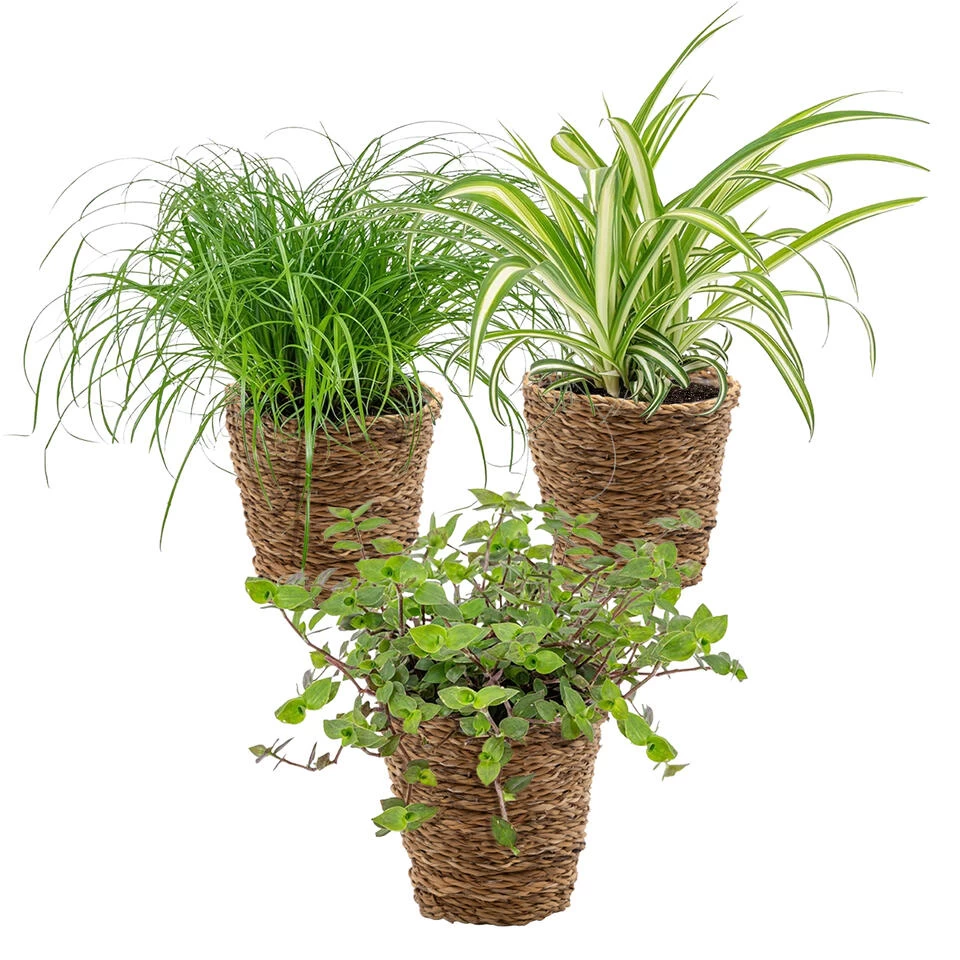 3x Huisdiervriendelijk Mix Incl. Mand - ⌀12 Cm -↕15-25 Cm 3 3x Huisdiervriendelijk Mix Incl. Mand - ⌀12 Cm -↕15-25 Cm