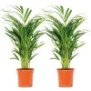 2x Dypsis Lutescens - Goudpalm - ⌀17 Cm - ↕60-70 Cm -GroenThuis Voordeel 1000072866