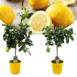 Citrus Limon - Citroenboom - Set Van 2 - Pot 19cm - Hoogte 60-70cm