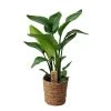 Strelitzia Nicolai - Decoratieve Mand - Pot 17cm - Hoogte 55-70cm -GroenThuis Voordeel 1000081949