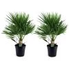 Chamaerops Humilis - Set Van 2 - Europese Dwergpalm - Pot 21cm - Hoogte 70-80cm -GroenThuis Voordeel 1000081950