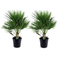 Chamaerops Humilis - Set Van 2 - Europese Dwergpalm - Pot 21cm - Hoogte 70-80cm