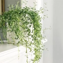 Senecio Peregrinus - Set Van 2 - Pot 12cm - Hoogte 10-20cm