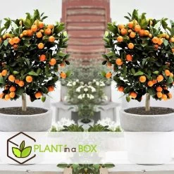 Citrus Mix - Set Van 3 - Citrus Fruitbomen - Pot 9cm - Hoogte 25-40cm -GroenThuis Voordeel 1000081954 0103