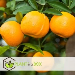 Citrus Mix - Set Van 3 - Citrus Fruitbomen - Pot 9cm - Hoogte 25-40cm -GroenThuis Voordeel 1000081954 0104