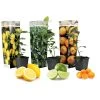 Citrus Mix - Set Van 3 - Citrus Fruitbomen - Pot 9cm - Hoogte 25-40cm -GroenThuis Voordeel 1000081954