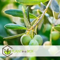 Olea Europaea - Winterharde Olijfboom Op Stam - Pot 21cm - Hoogte 90-100cm -GroenThuis Voordeel 1000081958 0104