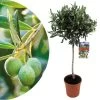 Olea Europaea - Winterharde Olijfboom Op Stam - Pot 21cm - Hoogte 90-100cm 2 Olea Europaea - Winterharde Olijfboom Op Stam - Pot 21cm - Hoogte 90-100cm -GroenThuis Voordeel 1000081958