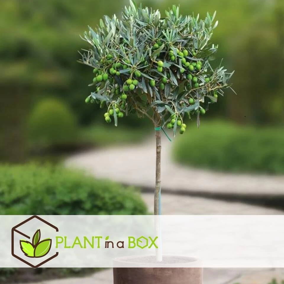 Olea Europaea - Winterharde Olijfboom Op Stam - Pot 17cm - Hoogte 60-70cm 4 Olea Europaea - Winterharde Olijfboom Op Stam - Pot 17cm - Hoogte 60-70cm - Afbeelding 2