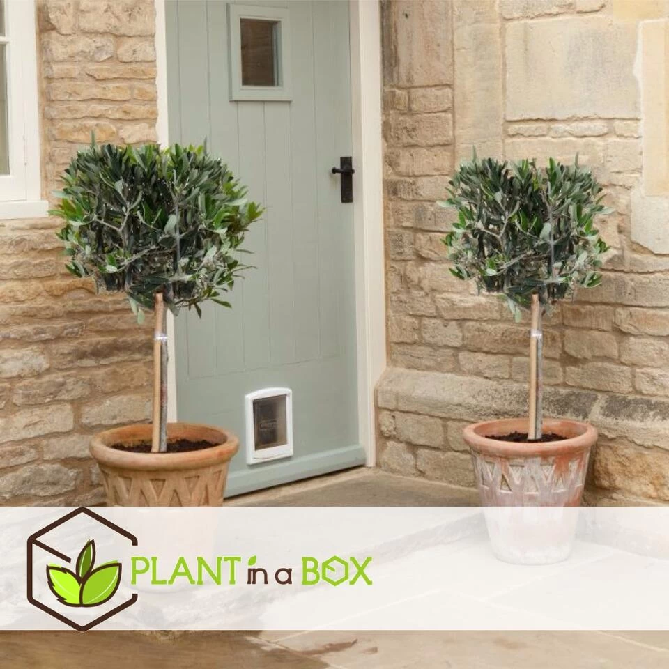 Olea Europaea - Winterharde Olijfboom Op Stam - Pot 17cm - Hoogte 60-70cm 5 Olea Europaea - Winterharde Olijfboom Op Stam - Pot 17cm - Hoogte 60-70cm - Afbeelding 3