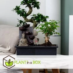 Bonsai Boompje Met Easy-care Watersysteem - Set Van 2 - Buddha - Hoogte 25-35cm -GroenThuis Voordeel 1000081969 0103