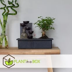 Bonsai Boompje Met Easy-care Watersysteem - Set Van 2 - Buddha - Hoogte 25-35cm -GroenThuis Voordeel 1000081969 0104