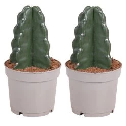 Cereus Jamacaru - Cactus "Cuddly" - Set Van 2 - Pot 12cm - Hoogte 25-30cm