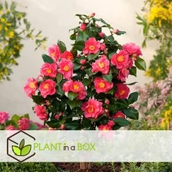 Camellia Japonica "Dr. King" - Japanse Roos - Pot 15cm - Hoogte 50-60cm -GroenThuis Voordeel 1000081973 0103