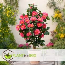 Camellia Japonica "Dr. King" - Japanse Roos - Pot 15cm - Hoogte 50-60cm -GroenThuis Voordeel 1000081973 0104