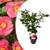 Camellia Japonica "Dr. King" - Japanse Roos - Pot 15cm - Hoogte 50-60cm