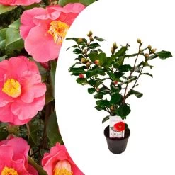 Camellia Japonica "Dr. King" - Japanse Roos - Pot 15cm - Hoogte 50-60cm