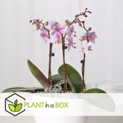 Phalaenopsis Multiflora - Orchidee Roze - Pot 12cm - Hoogte 35-45cm 7 Phalaenopsis Multiflora - Orchidee Roze - Pot 12cm - Hoogte 35-45cm -GroenThuis Voordeel 1000081974 0102