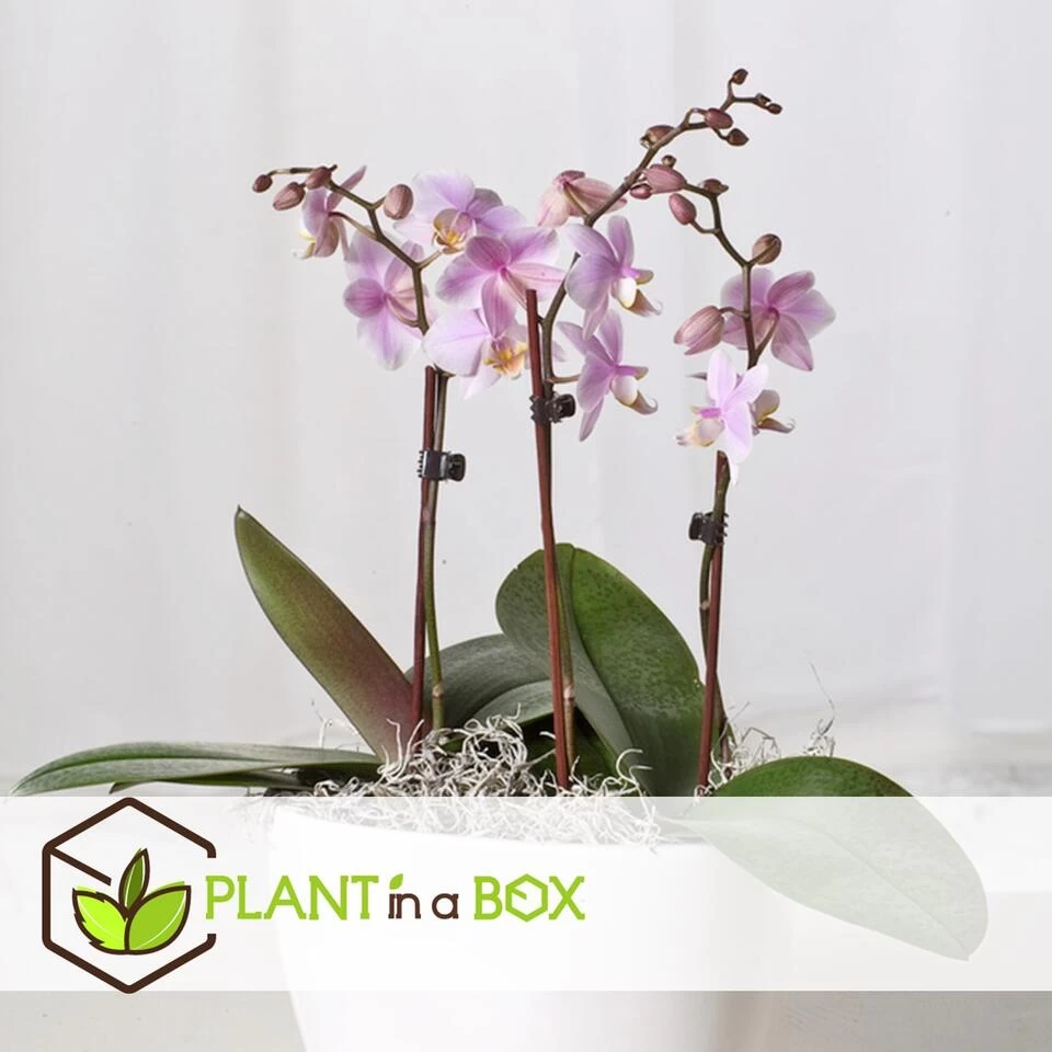 Phalaenopsis Multiflora - Orchidee Roze - Pot 12cm - Hoogte 35-45cm 4 Phalaenopsis Multiflora - Orchidee Roze - Pot 12cm - Hoogte 35-45cm - Afbeelding 2
