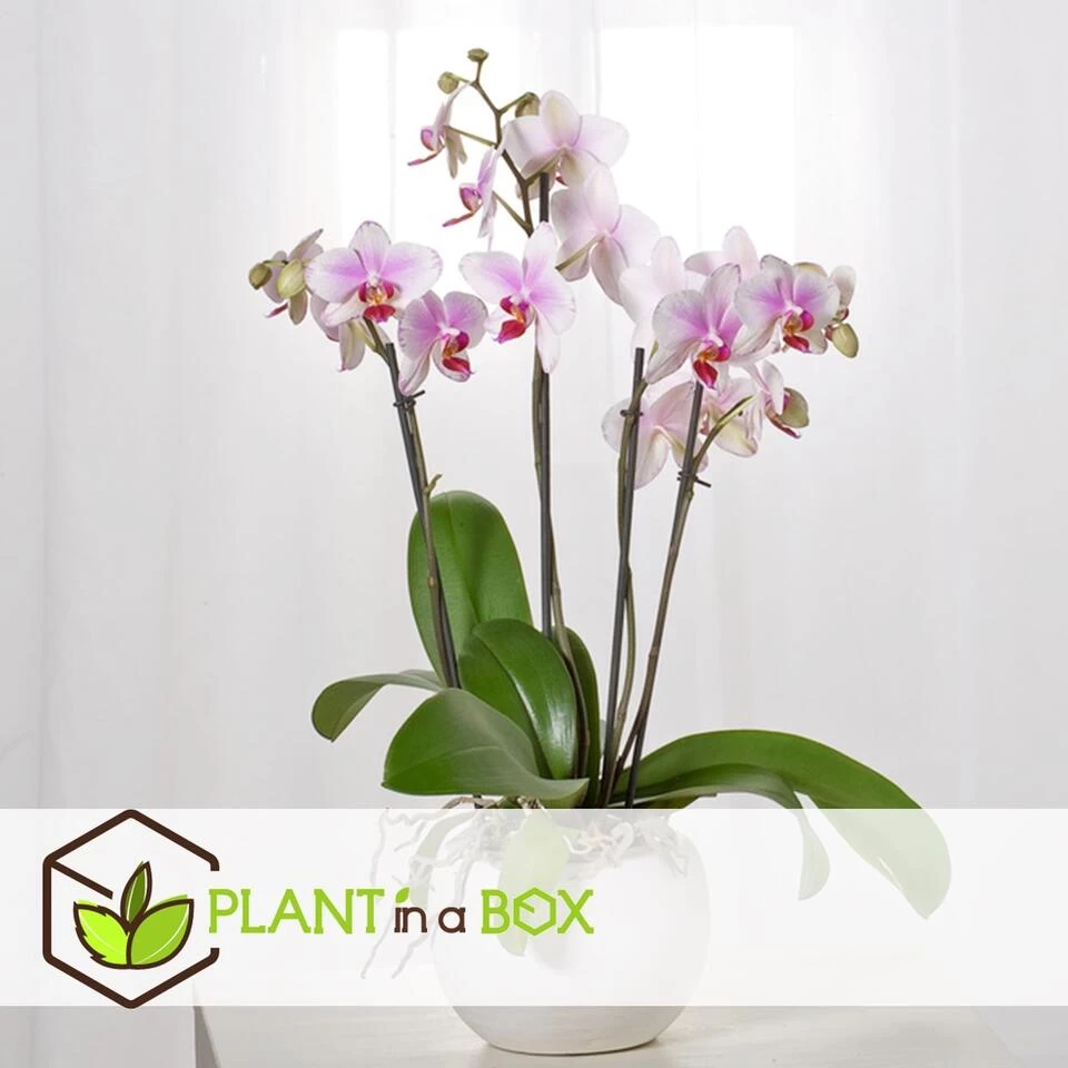 Phalaenopsis Multiflora - Orchidee Roze - Pot 12cm - Hoogte 35-45cm 5 Phalaenopsis Multiflora - Orchidee Roze - Pot 12cm - Hoogte 35-45cm - Afbeelding 3