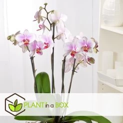 Phalaenopsis Multiflora - Orchidee Roze - Pot 12cm - Hoogte 35-45cm 9 Phalaenopsis Multiflora - Orchidee Roze - Pot 12cm - Hoogte 35-45cm -GroenThuis Voordeel 1000081974 0104