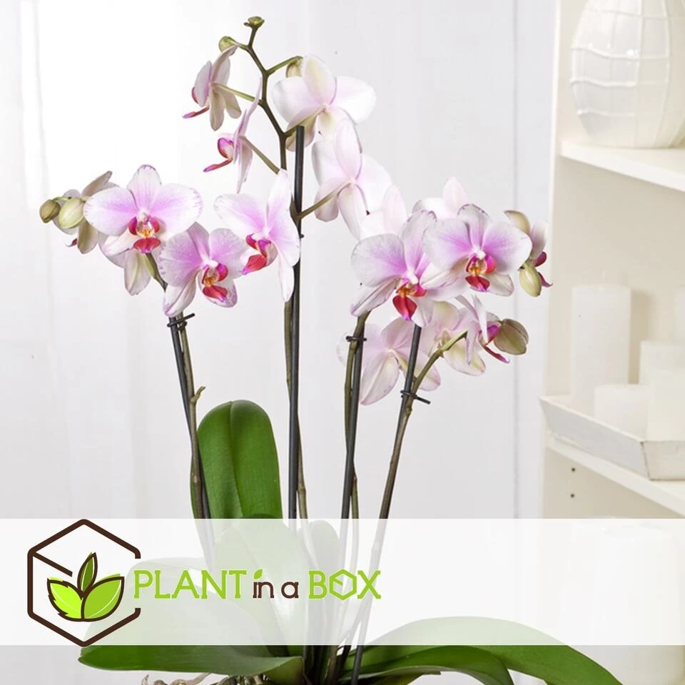 Phalaenopsis Multiflora - Orchidee Roze - Pot 12cm - Hoogte 35-45cm 6 Phalaenopsis Multiflora - Orchidee Roze - Pot 12cm - Hoogte 35-45cm - Afbeelding 4