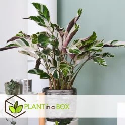 Calathea Fusion White - Luchtzuiverend - Kamerplant - Pot 14cm - Hoogte 30-40cm -GroenThuis Voordeel 1000081977 0103