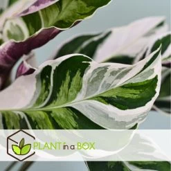 Calathea Fusion White - Luchtzuiverend - Kamerplant - Pot 14cm - Hoogte 30-40cm -GroenThuis Voordeel 1000081977 0104