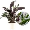 Calathea Fusion White - Luchtzuiverend - Kamerplant - Pot 14cm - Hoogte 30-40cm -GroenThuis Voordeel 1000081977