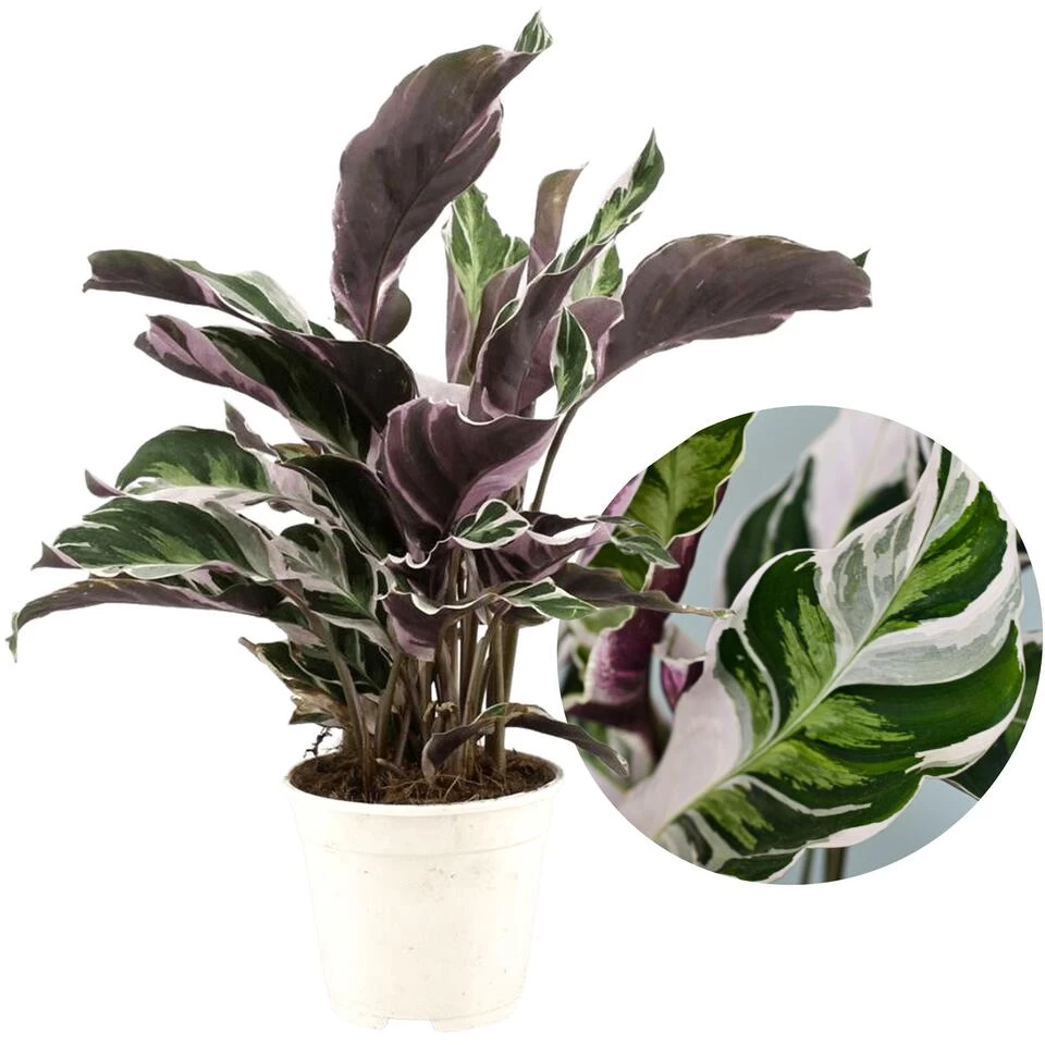 Calathea Fusion White - Luchtzuiverend - Kamerplant - Pot 14cm - Hoogte 30-40cm