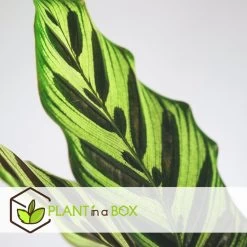 Tropische Kamerplanten - Mix Van 3 - Pot 12cm - Hoogte 25-40cm -GroenThuis Voordeel 1000081980 0103