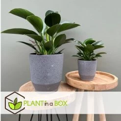 Tropische Kamerplanten - Mix Van 3 - Pot 12cm - Hoogte 25-40cm -GroenThuis Voordeel 1000081980 0104