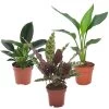 Tropische Kamerplanten - Mix Van 3 - Pot 12cm - Hoogte 25-40cm