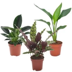 Tropische Kamerplanten - Mix Van 3 - Pot 12cm - Hoogte 25-40cm