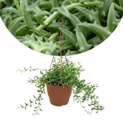 Senecio Peregrinus - Pot 12cm - Hoogte 10-20cm