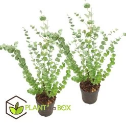 Eucalyptus Pulverulenta 'Baby Blue' - Set Van 2 - Pot 13cm - Hoogte 25-40cm -GroenThuis Voordeel 1000081996 0102