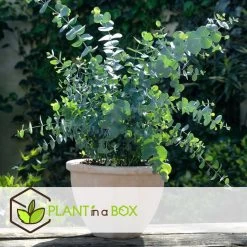 Eucalyptus Pulverulenta 'Baby Blue' - Set Van 2 - Pot 13cm - Hoogte 25-40cm -GroenThuis Voordeel 1000081996 0104