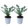 Eucalyptus Pulverulenta 'Baby Blue' - Set Van 2 - Pot 13cm - Hoogte 25-40cm -GroenThuis Voordeel 1000081996