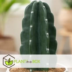 Cereus Jamacaru - Cactus "Cuddly" - Pot 18cm - Hoogte 30-35cm -GroenThuis Voordeel 1000082007 0103