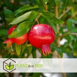 Punica Granatum - Set Van 3 - Granaatappel - Pot 9cm - Hoogte - 25-40cm -GroenThuis Voordeel 1000082014 0103