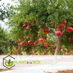 Punica Granatum - Set Van 3 - Granaatappel - Pot 9cm - Hoogte - 25-40cm -GroenThuis Voordeel 1000082014 0104