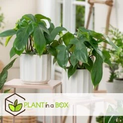 Philodendron Florida Green - Set Van 2 - Pot 12cm - Hoogte 20-30cm -GroenThuis Voordeel 1000082015 0102