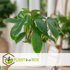 Philodendron Florida Green - Set Van 2 - Pot 12cm - Hoogte 20-30cm -GroenThuis Voordeel 1000082015 0104