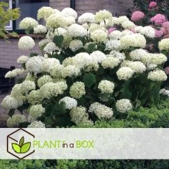 Hydrangea Strong Annabelle - Set Van 3 - Hortensia - Pot 19cm - Hoogte 30-40cm -GroenThuis Voordeel 1000082019 0102