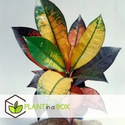 Codiaeum Variegatum - Codiaeum Iceton - Pot 31cm - Hoogte 140-150cm -GroenThuis Voordeel 1000082029 0103